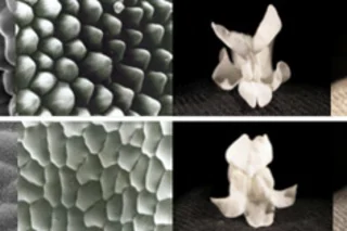 snapdragon-cells.jpg