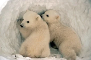 polar.jpg