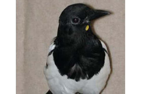 magpie.jpg