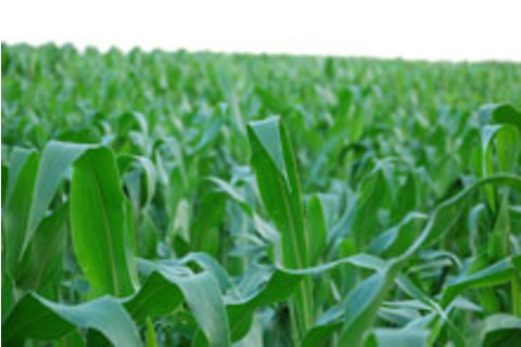 corn220.jpg