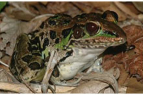 leopard-frog.jpg
