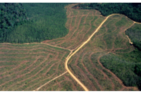amazon-deforestation.jpg