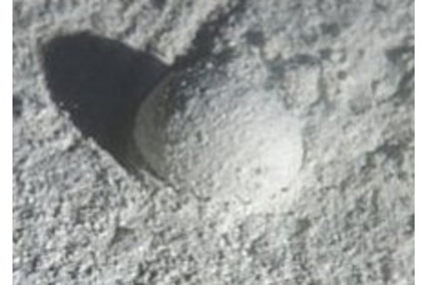 protist-2.jpg