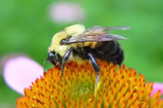 bumblebee.jpg