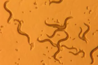 nematodes-worms.jpg