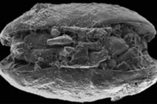 fossil-ostracod.jpg