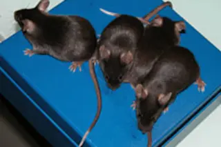 mice218.jpg 