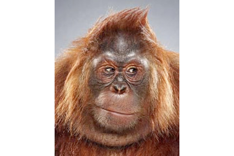 orangutan225.jpg