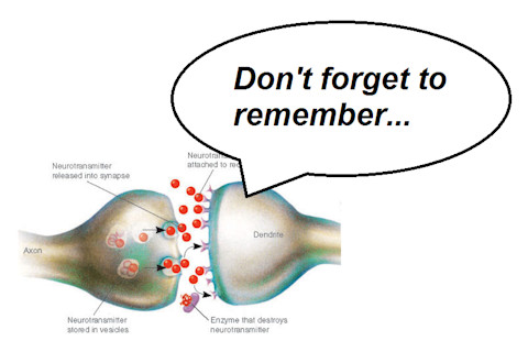 synapse