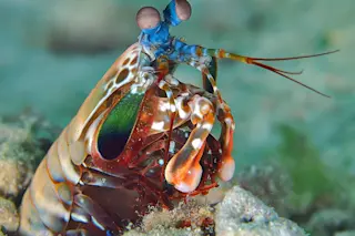 mantis shrimp