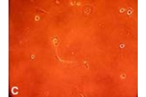 stemcell_c.jpg