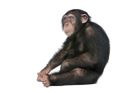 chimp.jpg