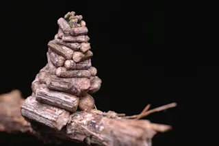 Bagworm-Log-Cabin