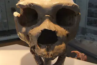 Cranium-5-Homo-heidelbergensis