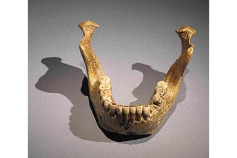 Mandibel from Mauer-300x261