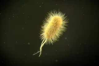 Escherichia-coli