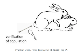 Frank at work. From Pavlicev et al. (2019) Fig 1A