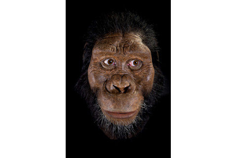 MRD CMNH0252-768x1152