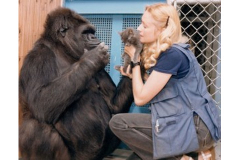 Koko the gorilla, who died last summer, learned about 200 words of American Sign Language