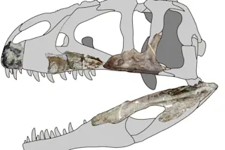 Siamraptor suwati skull
