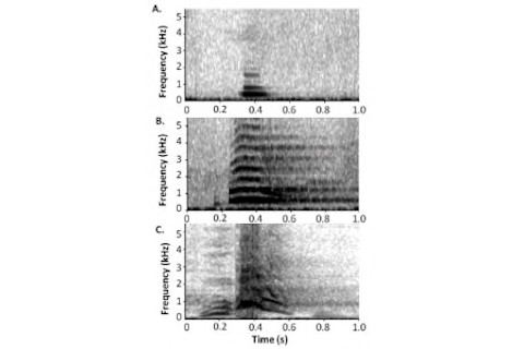 The acoustics of chimpanzee alarm calls are less distinct. From top: soft huu, alarm huu, and waa bark (credit: