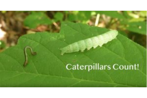 CaterpillarsCount-300x156
