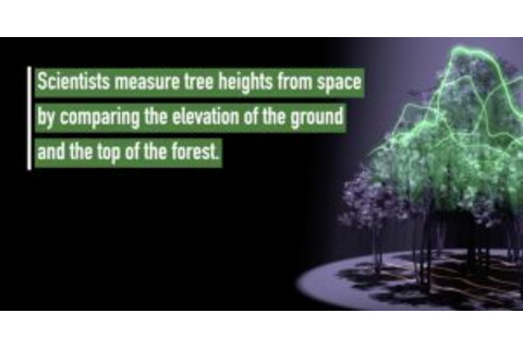 GLobeObserverTrees-300x157