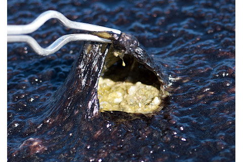 Sunscreen - asessions