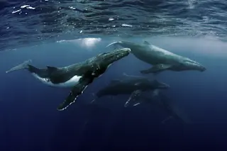 Humpback-Whales