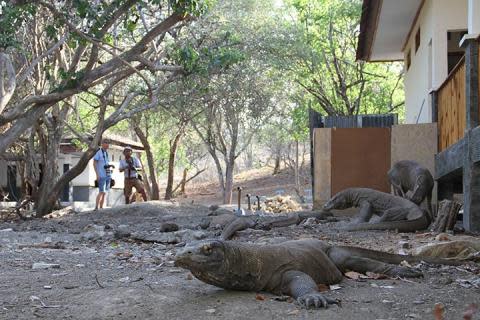 Komodo Dragon