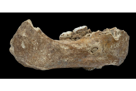 Denisovan Jawbone - Lanzhou University