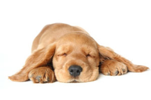 Sleeping Spaniel Puppy with eyes closed and dreaming