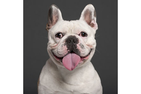 Smiling French Bulldog