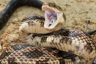 Texas-Rat-Snake-2239a-768x576