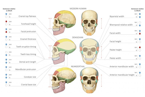 Denisovan-Skull-Comparison-1024x629