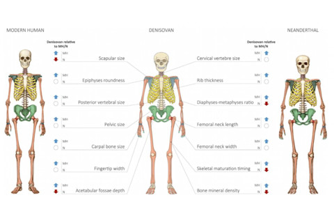 Denisovan-Skeleton-Comparison-1024x544