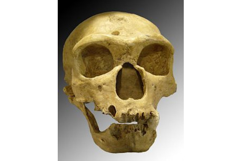 Neanderthal skull - Wikimedia Commons