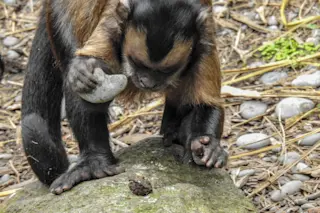 Capuchin Stone Tool - Shutterstock