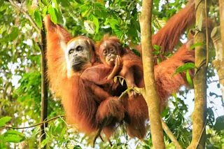 orangutan and baby