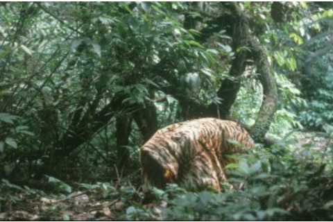 Tiger model in forest to scare orangutans