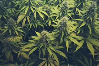 Marijuana Plant
