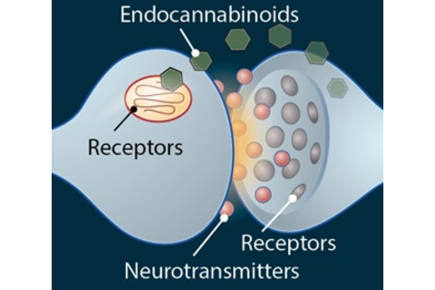 Endocannabinoid System
