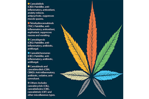 Cannabis Compounds