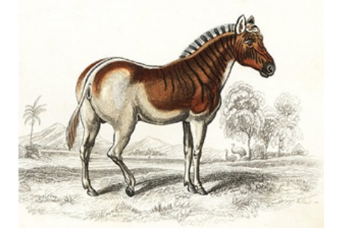 Quagga