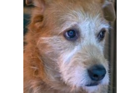 MuttMix