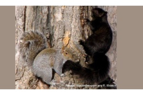 squirrelmapper