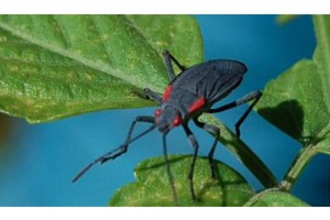 BackyardBugs