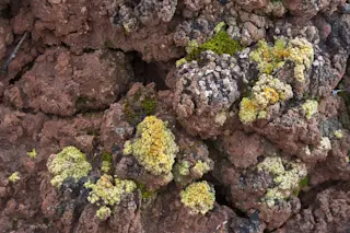 Desert Biocrust
