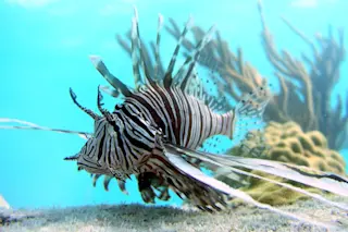 lionfish-in-Bahamas-by-Mark-Albins-OSU-e1494688546488-1024x596