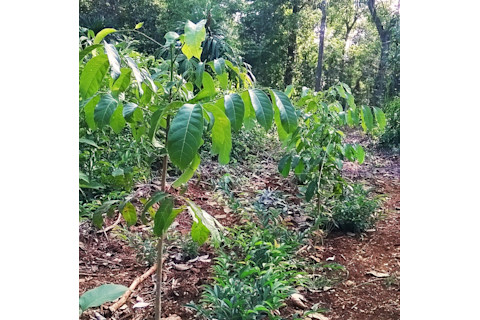 Mahogany Saplings - Edward Ellis - DSC-NT1216 04